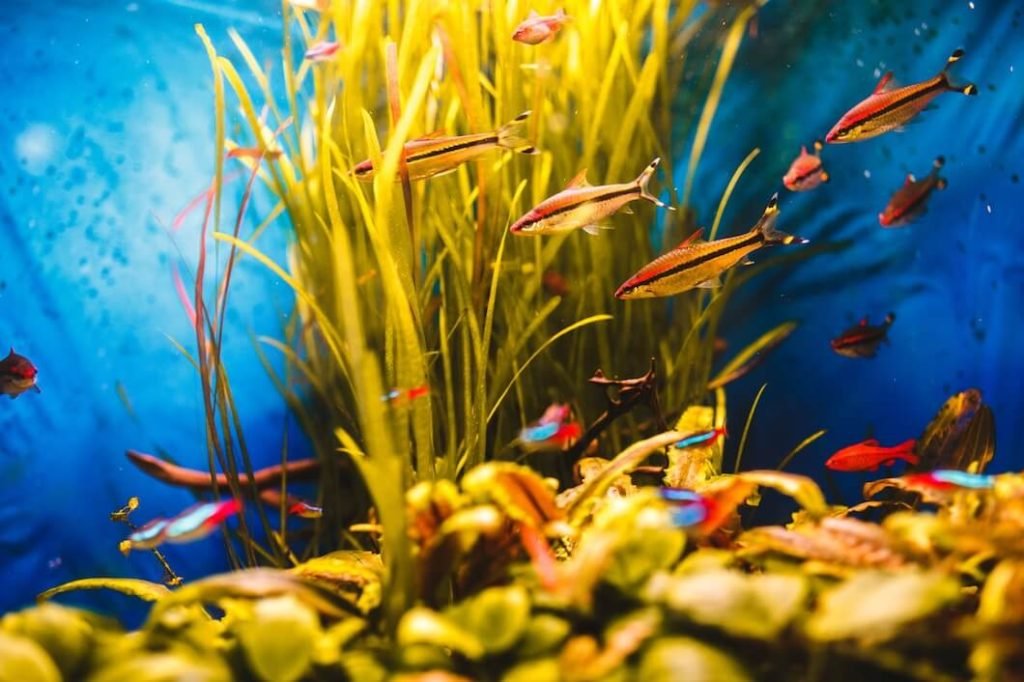 orange fish swimming in blue aquarium with artificial plants