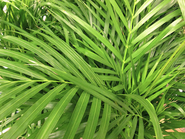 areca palm hedge vs. areca palm artificial