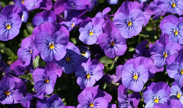 The-Violet-Birth-Flower-Februarys-Birth-Flower