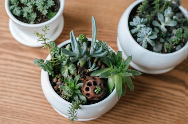 What to Fill Fake Plant Pots With