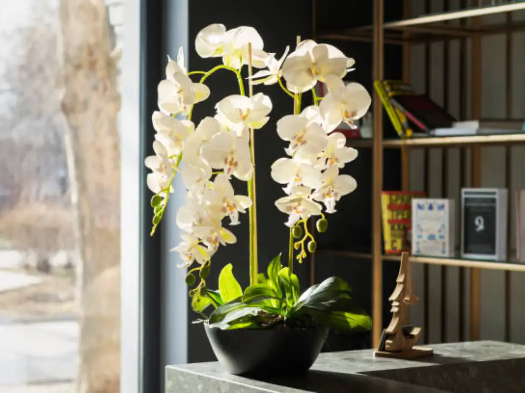 Best Fake Orchids