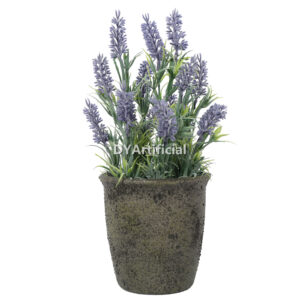 Potted Mini Lavender Plants 31CM