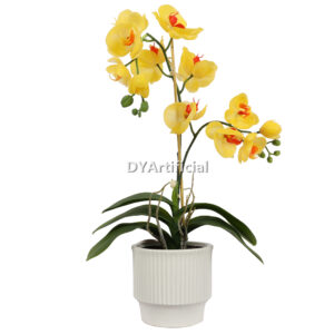 Yellow Color Potted Orchids 55cm Height Indoor