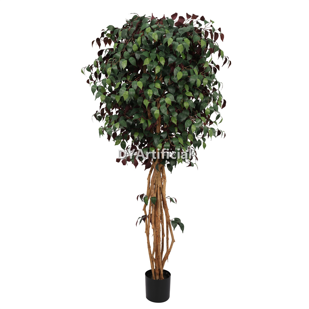 210CM Purple Green Ficus Real Trunk  Autumn Ficus