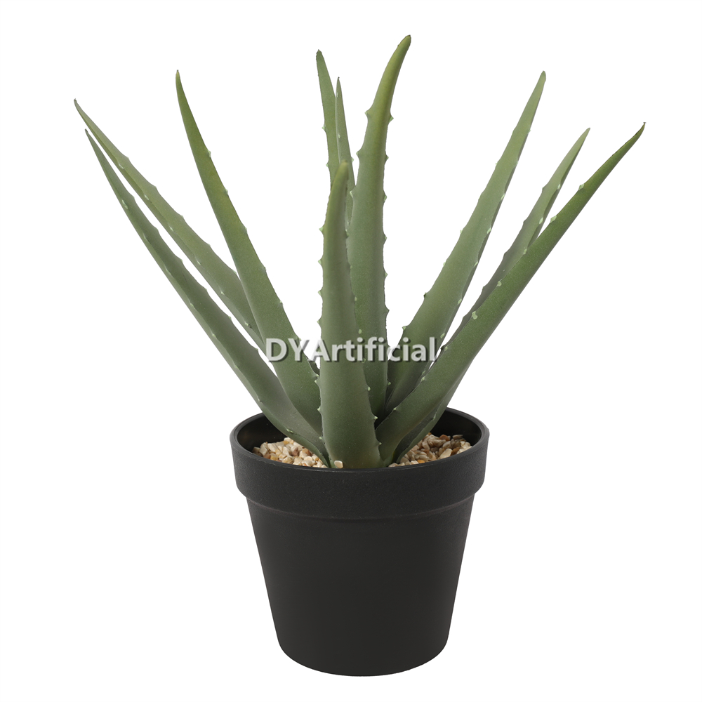 6# Aloe Vera In Plastic Pot 30CM Height Indoor