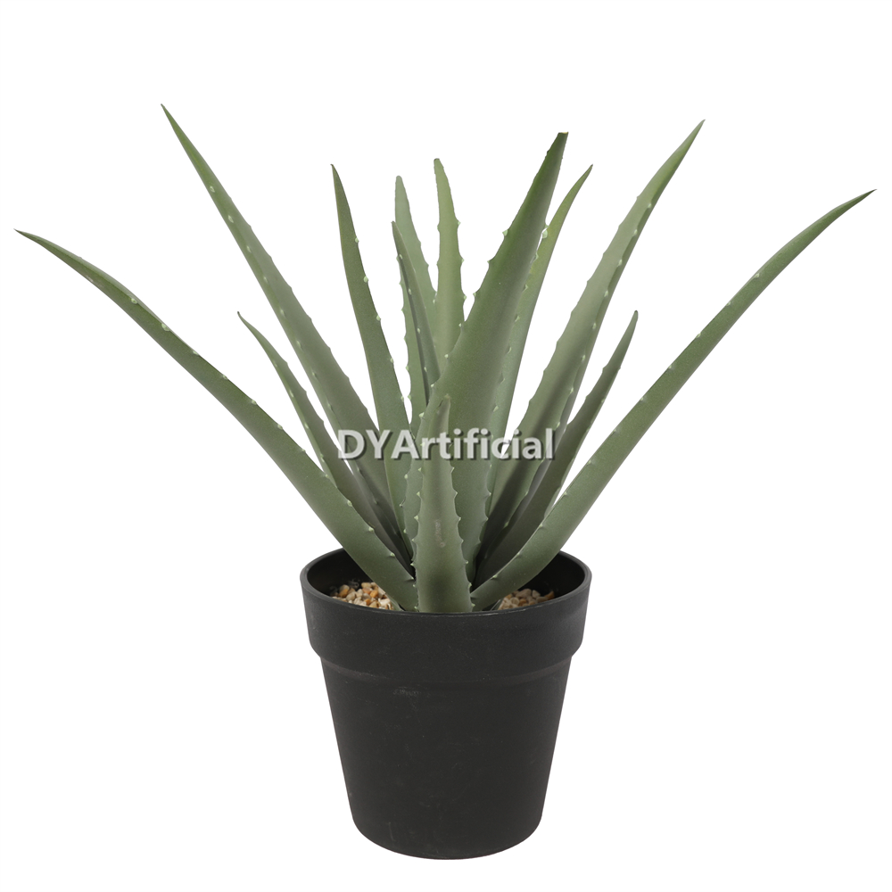 5# Aloe Vera In Plastic Pot 39CM Height Indoor