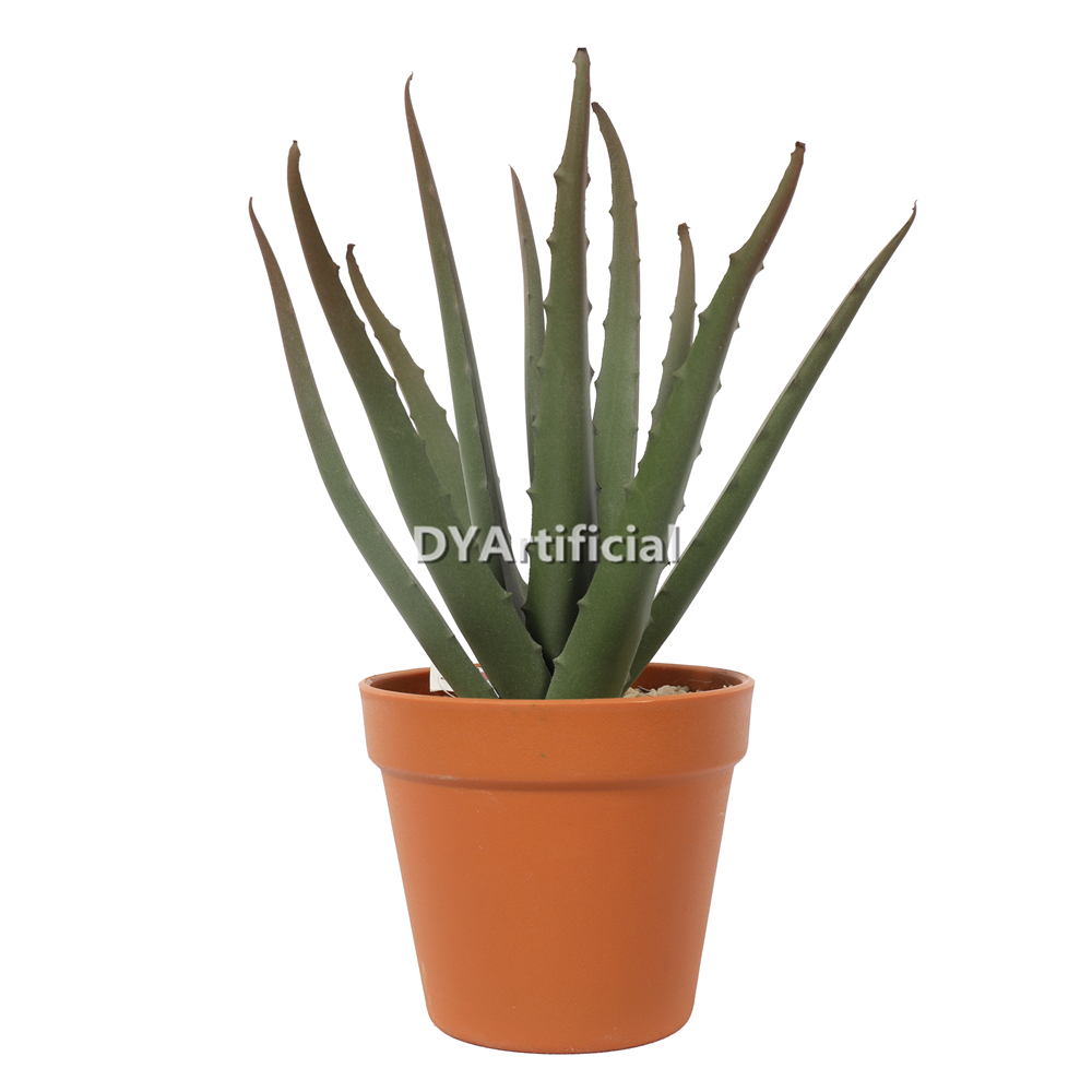 6# Aloe Vera In Plastic Pot 30CM Height Indoor