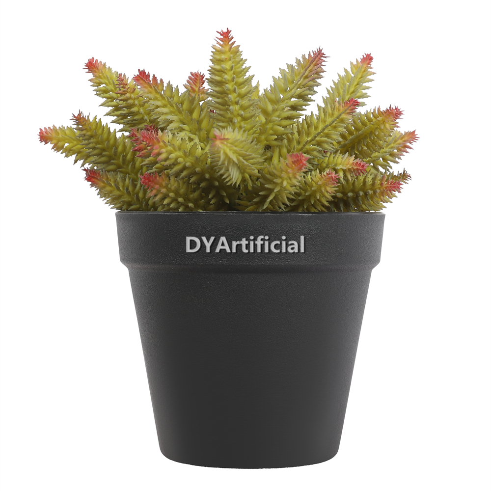 Succulent Plants In Plastic Pot 17CM Height Indoor