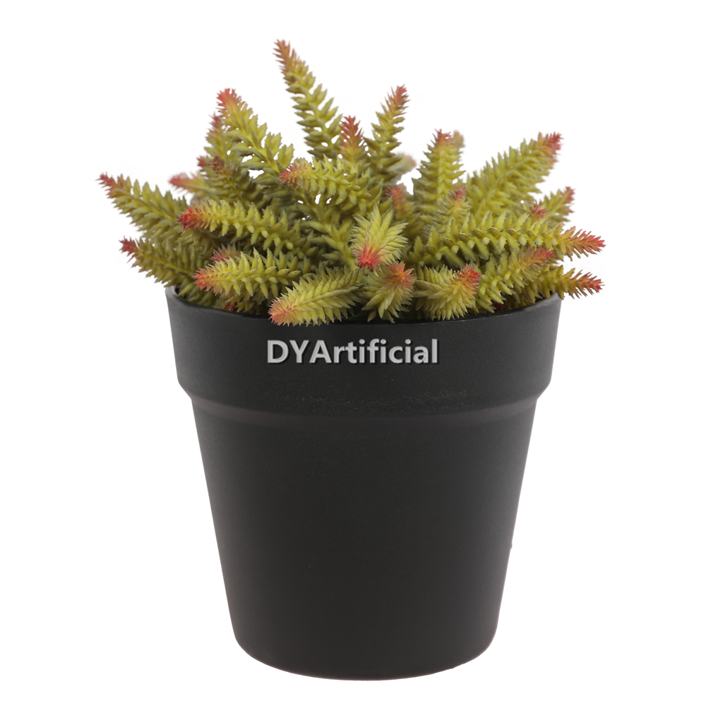 Succulent Plants In Plastic Pot 22CM Height Indoor