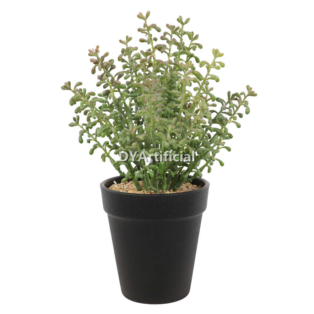 Succulent Plants In Plastic Pot 25CM Height Indoor