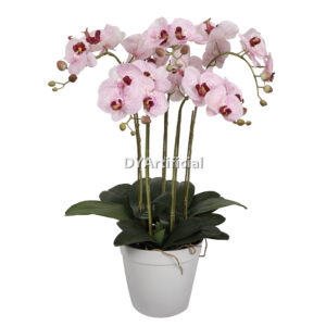 Potted Butterfly Orchid 5 Flowers 5# Color