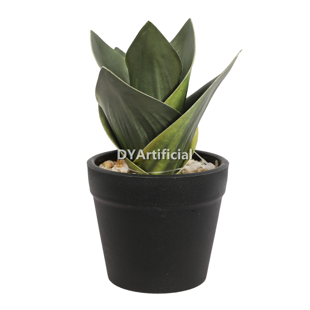 Aloe With Plastic Pot 13CM Height