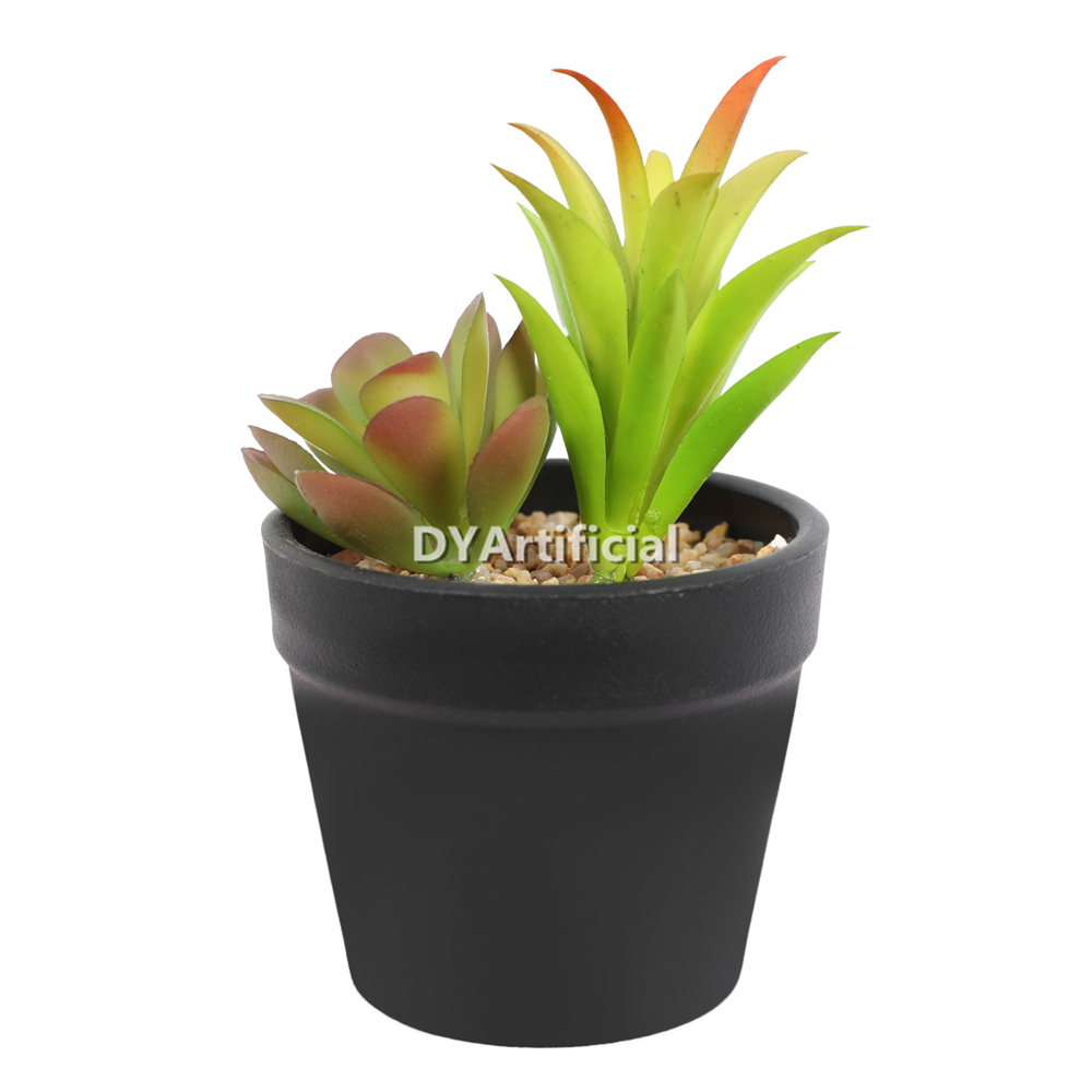Succulent Plants In Plastic Pot 11.5CM Height