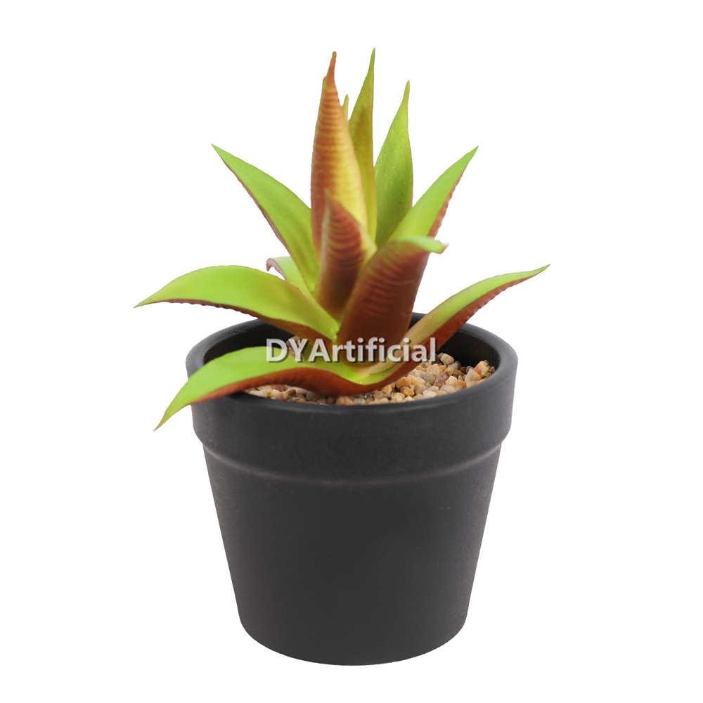 Succulent Plants In Plastic Pot 11.5CM Height