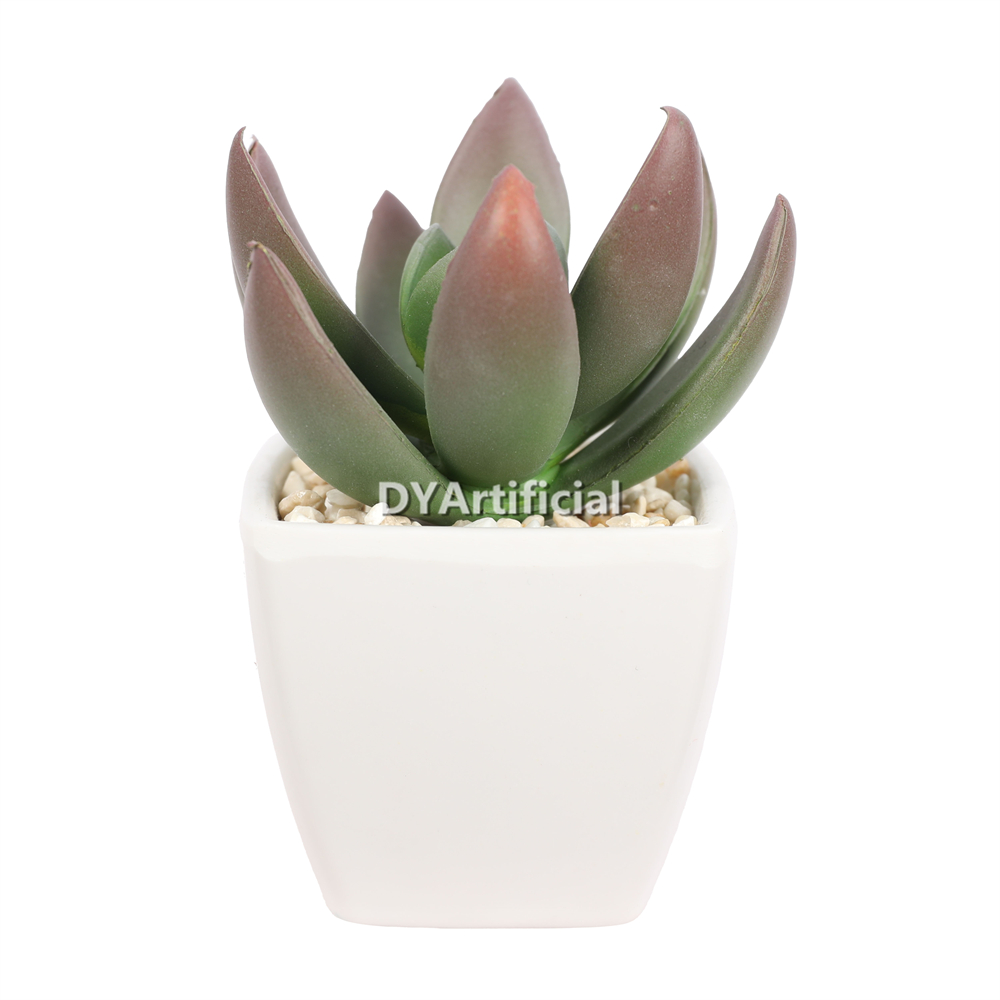 Succulent Plants In Melamine Pot 9CM Height