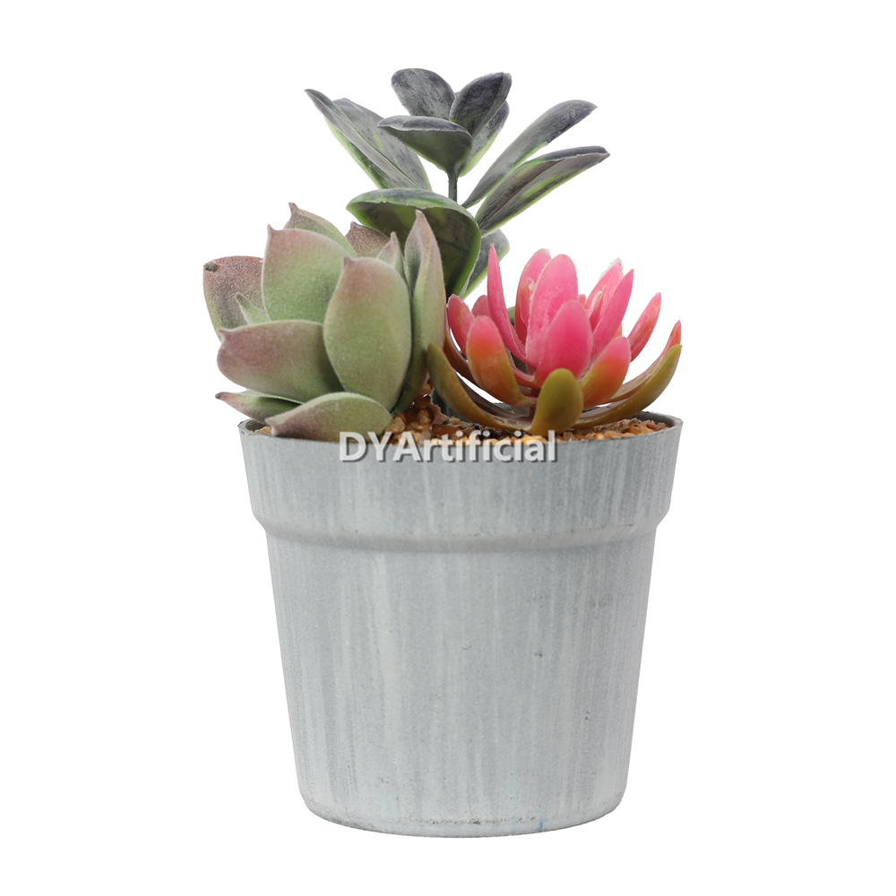 Succulent Plant In Plastic Pot 15CM Height