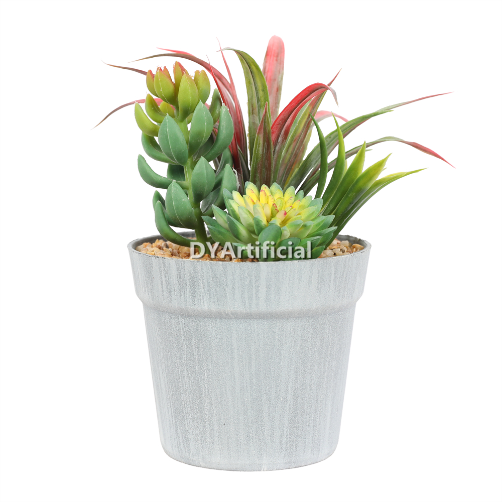 Succulent Plant In Plastic Pot 16CM Height