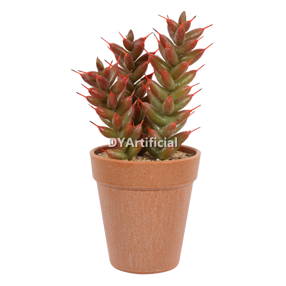 Succulent Plants In Plastic Pot 22CM Height