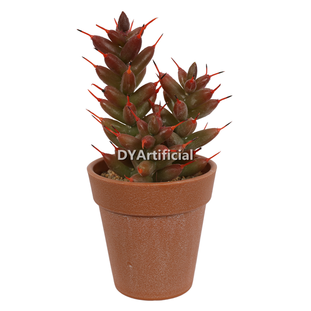 Succulent Plants In Plastic Pot 17CM Height