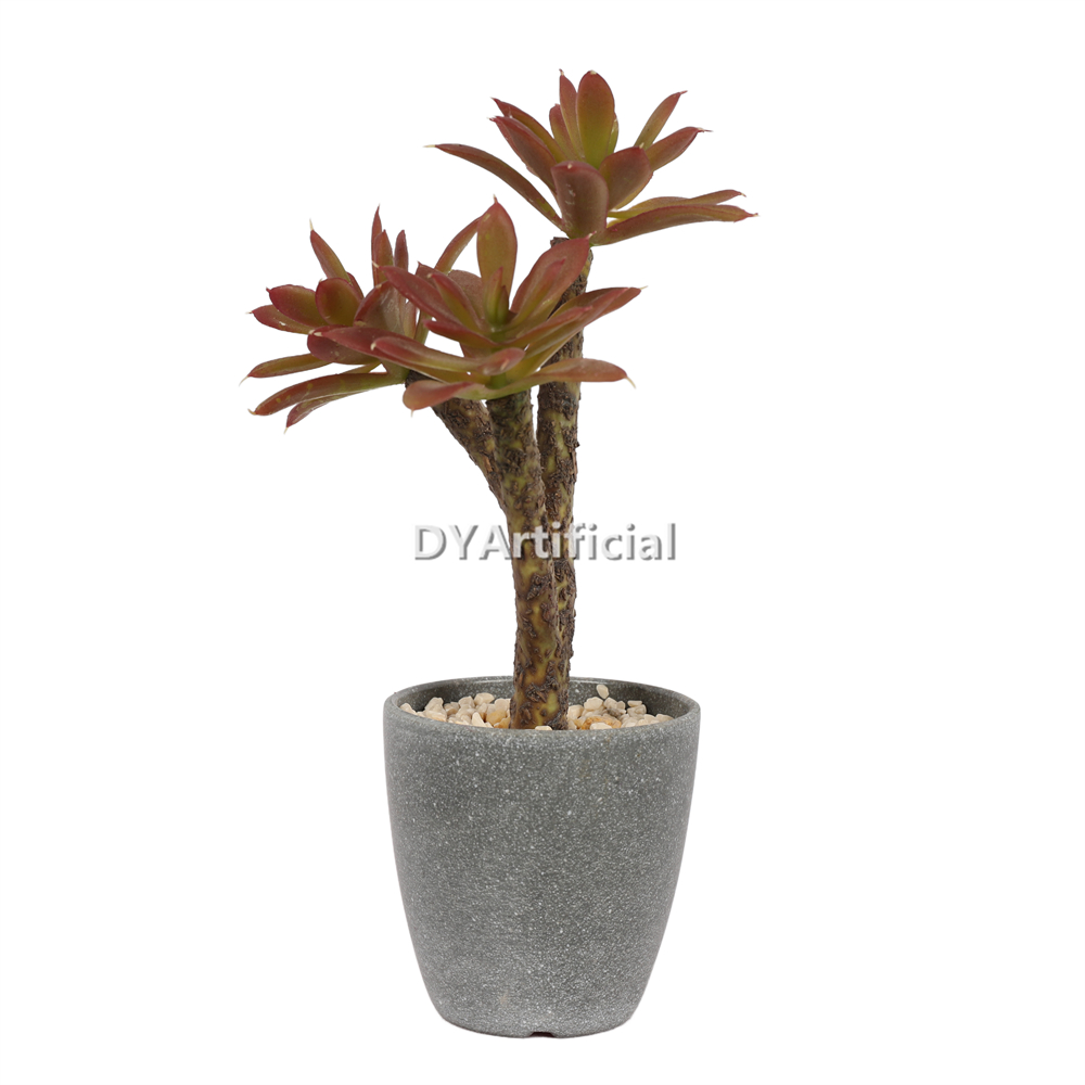 Aloe Vera In Plastic Pot 22.5CM Height