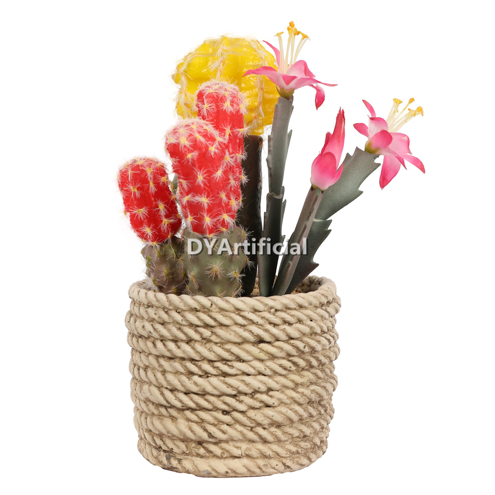 Premium Succulent Plants Mixed Flowers 22cm Height Indoor