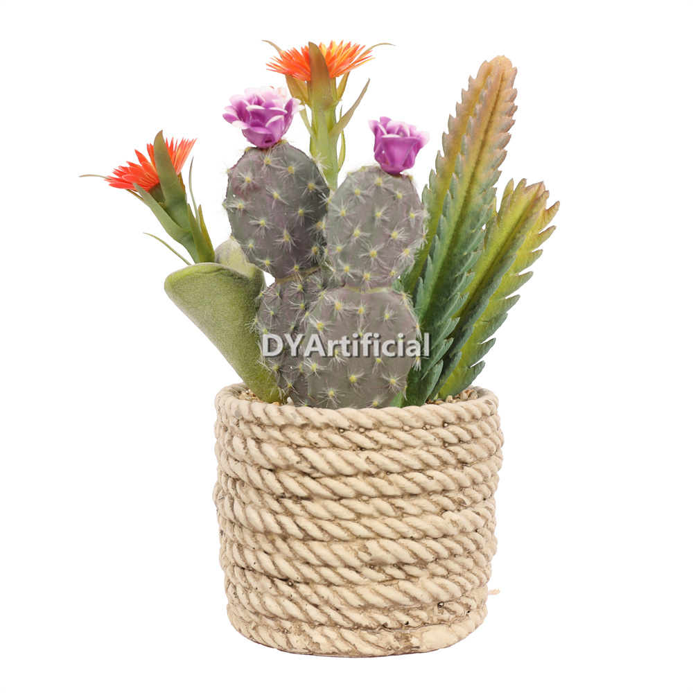 Premium Succulent Plants Mixed Flowers 22.5cm Height Indoor
