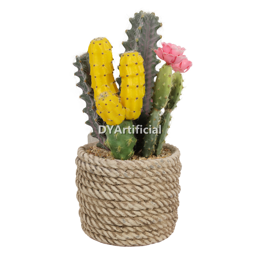 Premium Succulent Plants Mixed Flowers 23cm Height Indoor