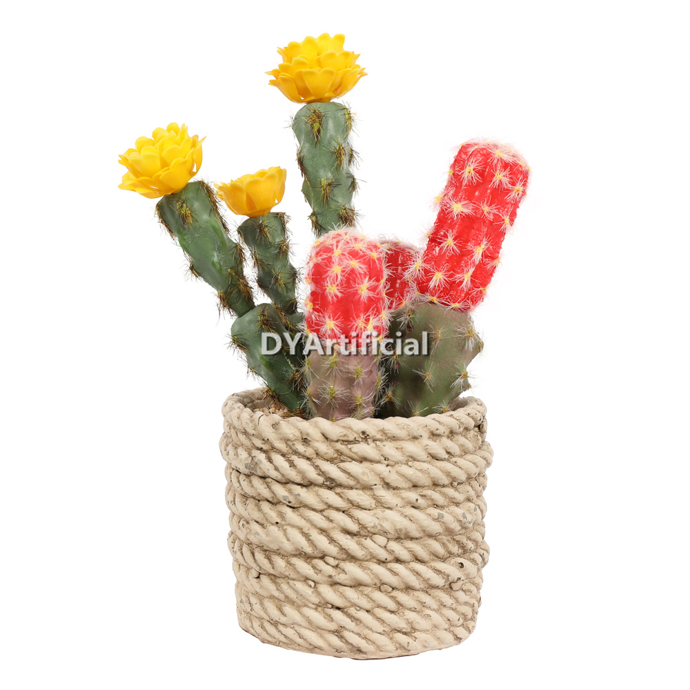 Premium Succulent Plants Mixed Flowers 20cm Height Indoor