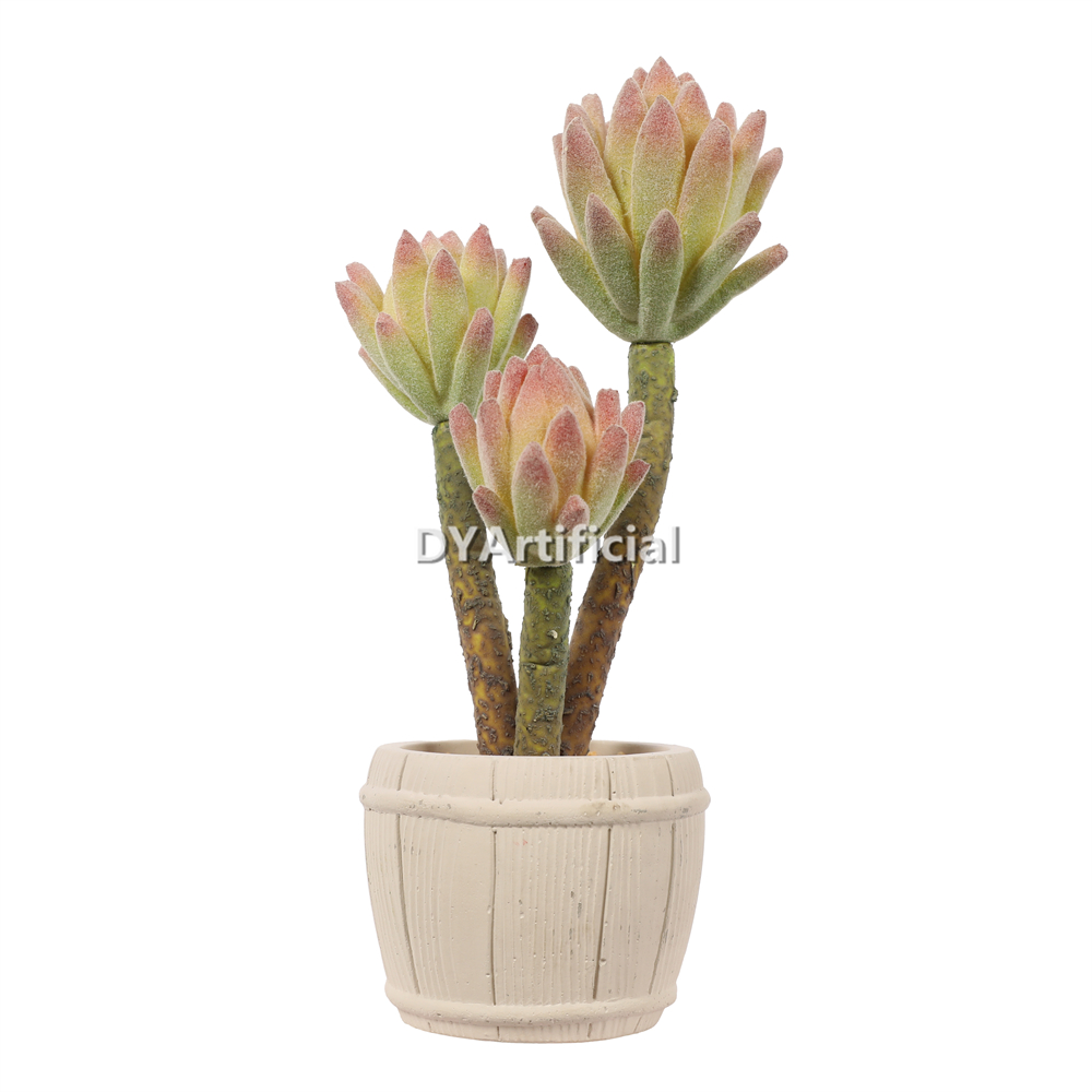 Premium Succulent Plants 24CM Height