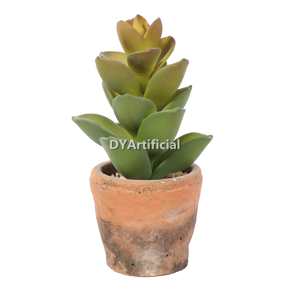 Premium Succulent Plants 15CM Height