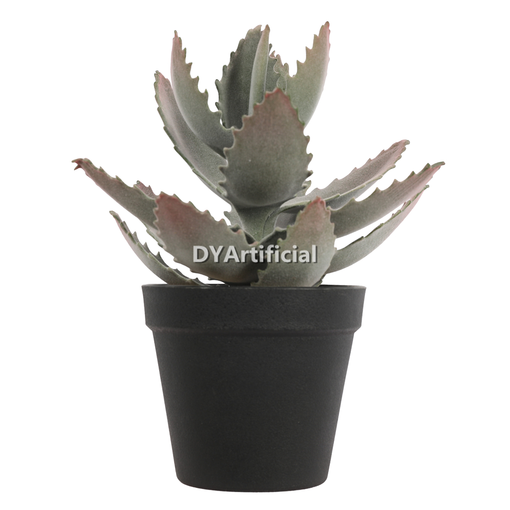 Aloe Vera In Plastic Pot 25CM Height