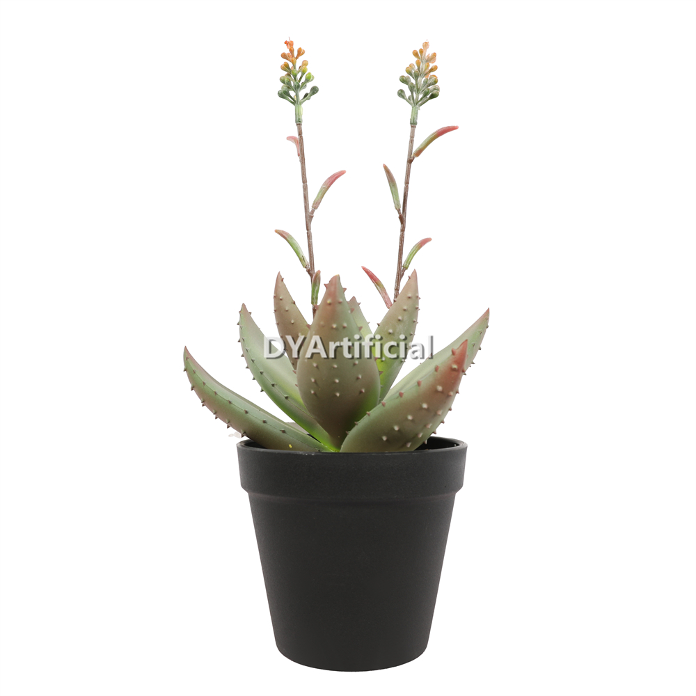 Aloe Vera In Plastic Pot 31CM Height