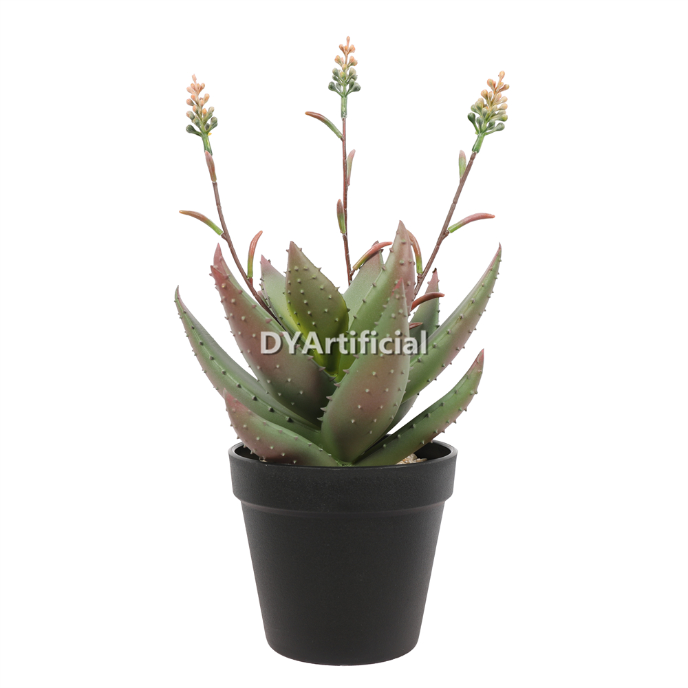 Aloe Vera In Plastic Pot 37CM Height