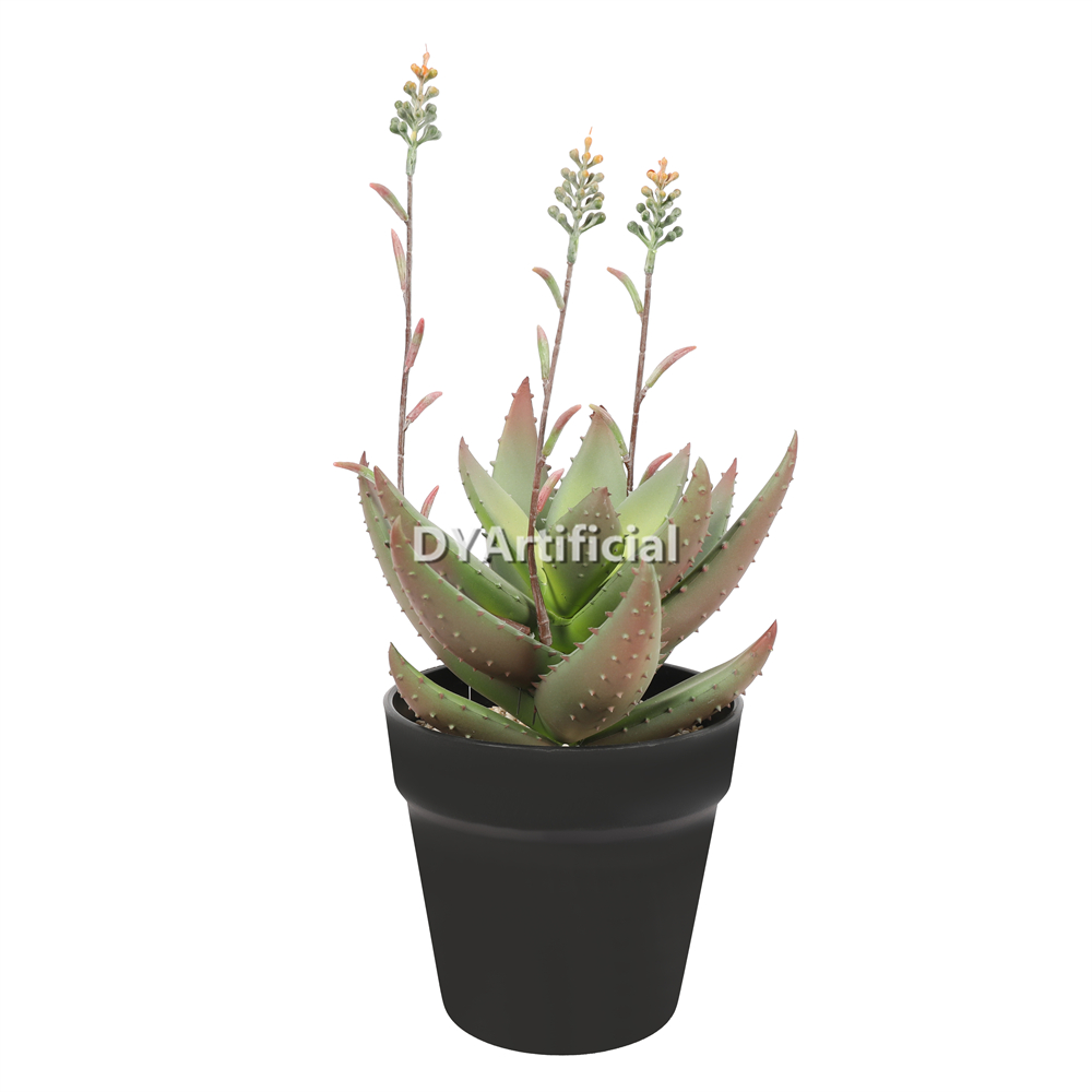Aloe Vera In Plastic Pot 40CM Height