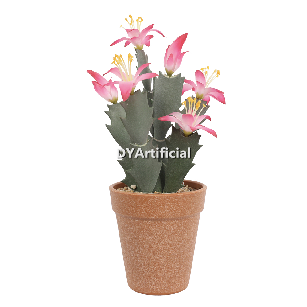 Succulent Plants In Plastic Pot 28CM Height Indoor