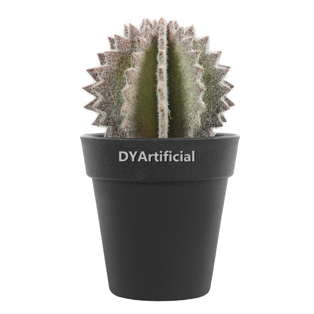 Cactus In Plastic Pot 13.5CM Height Indoor