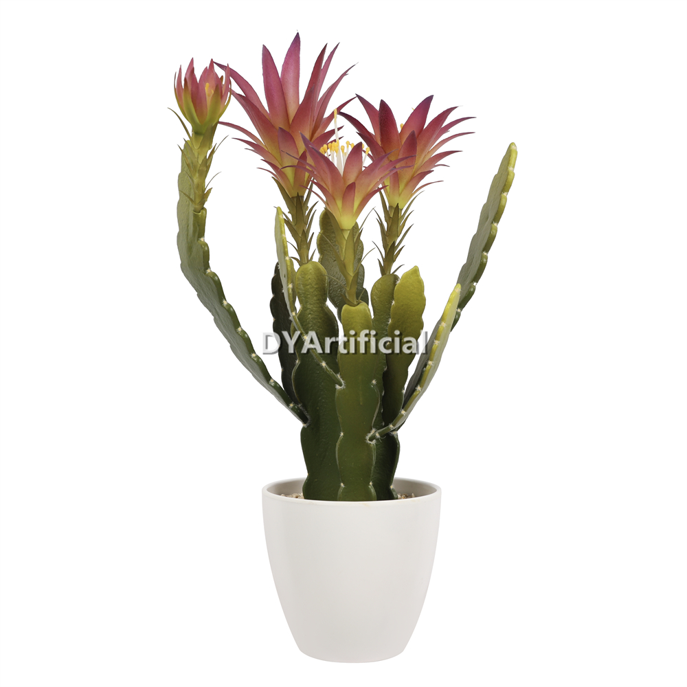 Peacock Cactus With Purple Flowers 48cm Indoor