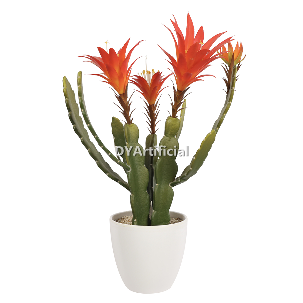 Peacock Cactus With Purple Flowers 49cm Indoor