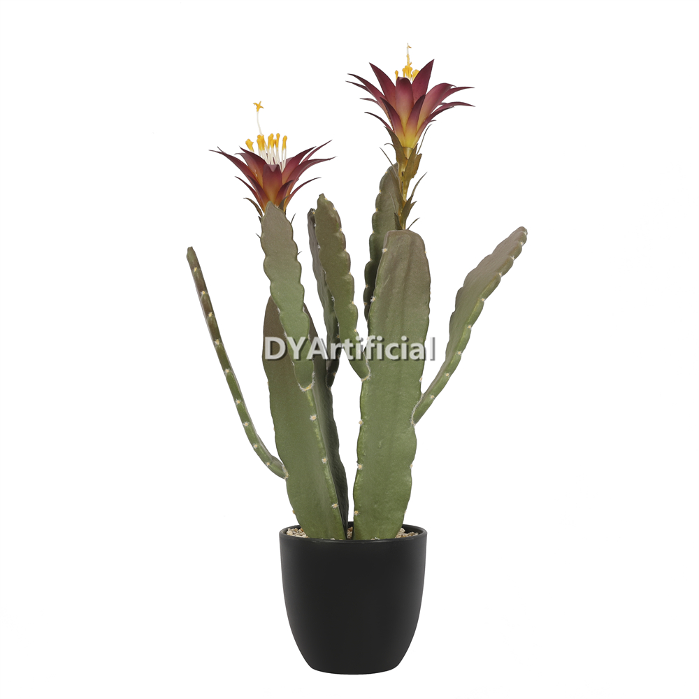 Two More Than Peacock Cactus Flowers 48CM Height Indoor