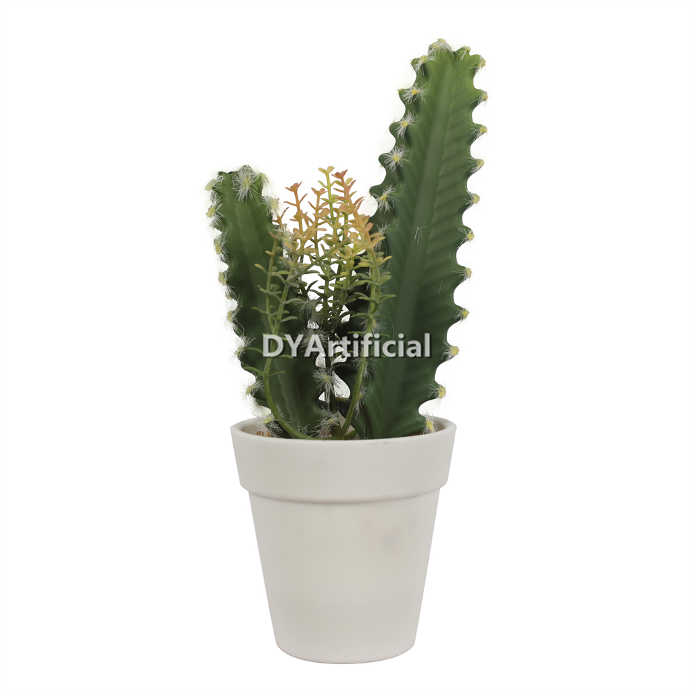 Succulent Plant In Plastic Pot 21CM Height Indoor