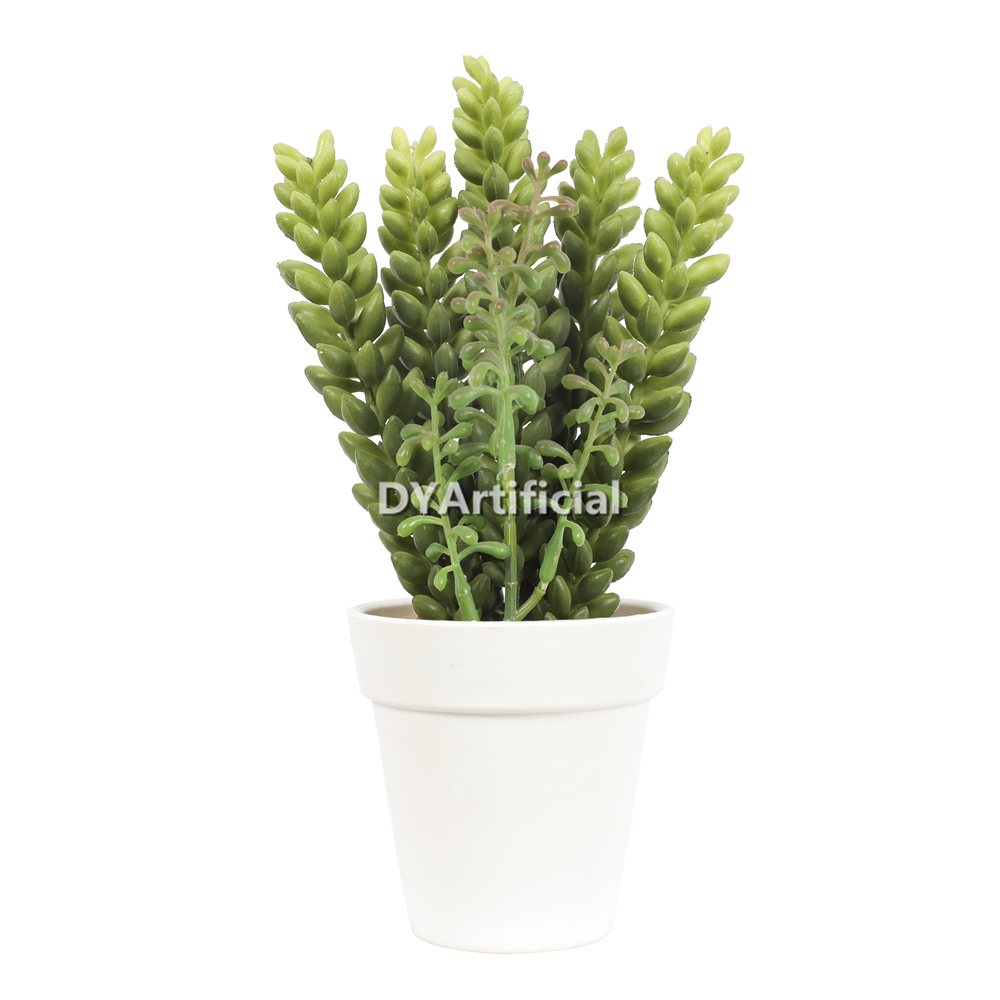 Succulent Plant In Plastic Pot 21CM Height Indoor