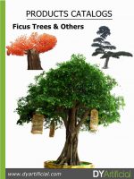 Ficus Trees Catalog
