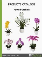 Potted Orchids Catalog