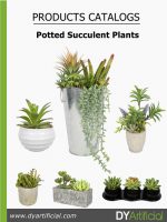 Potted Succulent Plants