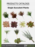 Single Succulent Plants